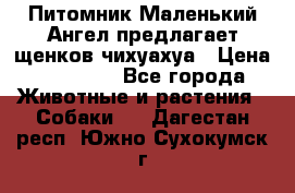 Питомник Маленький Ангел предлагает щенков чихуахуа › Цена ­ 10 000 - Все города Животные и растения » Собаки   . Дагестан респ.,Южно-Сухокумск г.